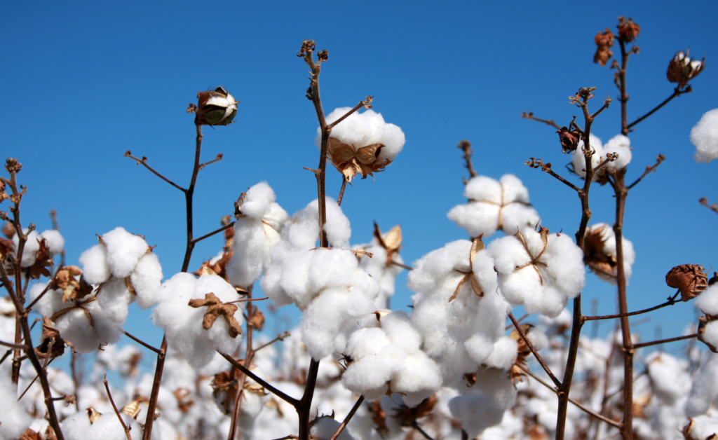 Organic Cotton: Better Sewing, Healthier Planet